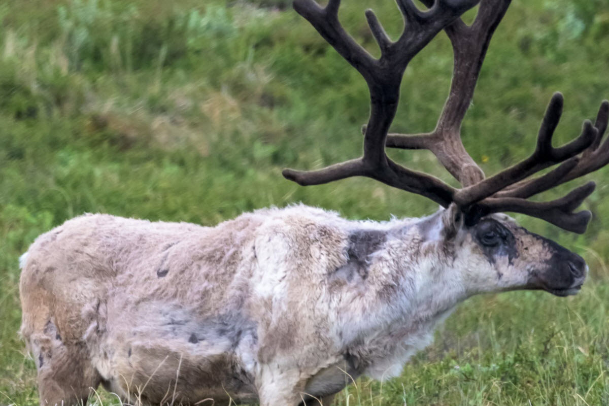 Reindeer's can be found in East Iceland 