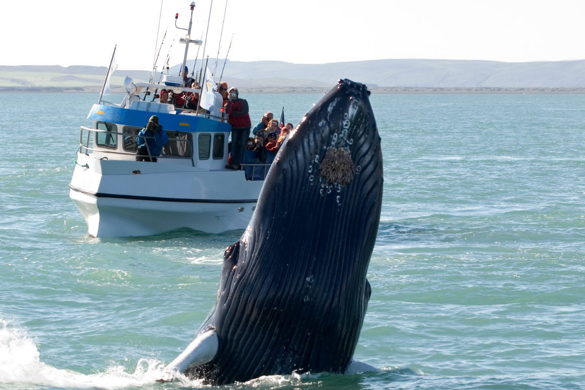 Húsavík is best known for whale watching and is the center of whale watching in Iceland