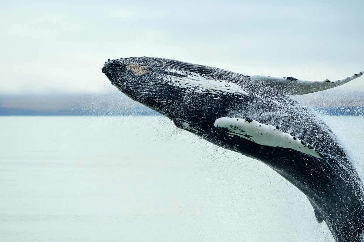 Whale watching is very popular in Húsavík