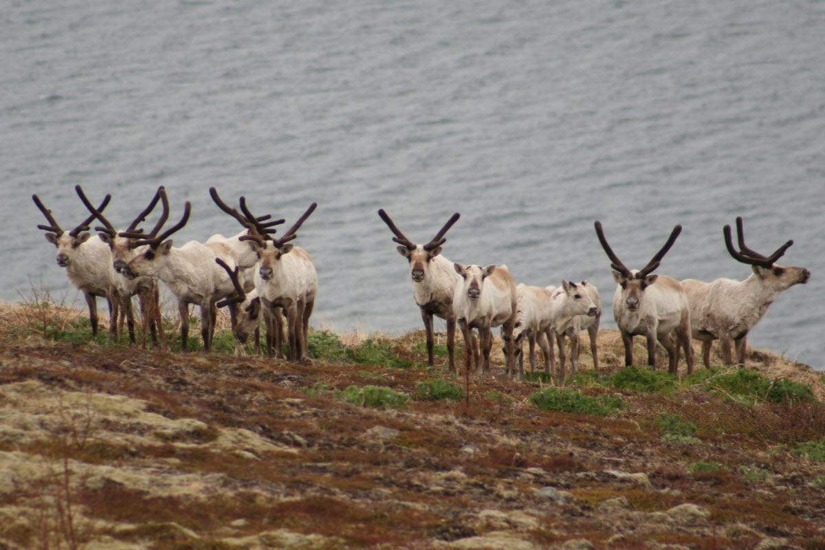 You might spot some reindeer's in the east part of Iceland