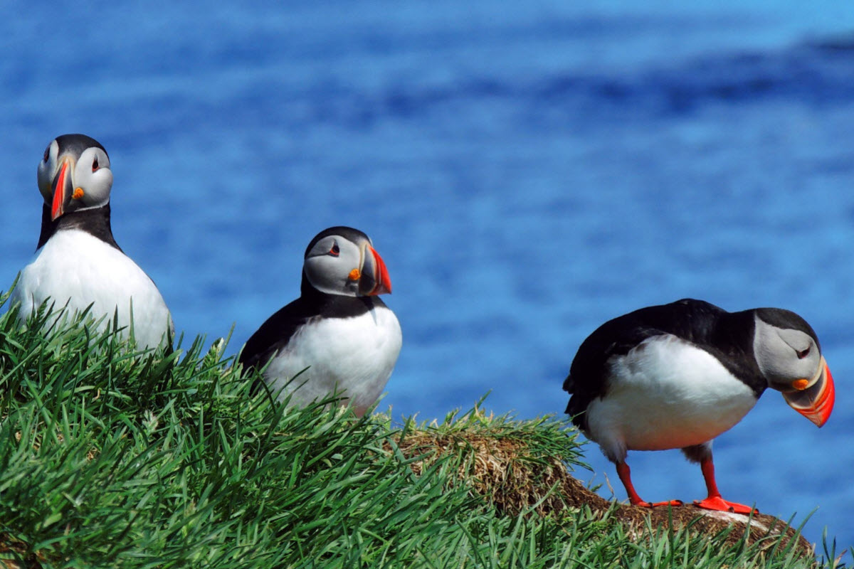 Borgarfjörður is a good place for bird watching especially to see the Puffin from a short range