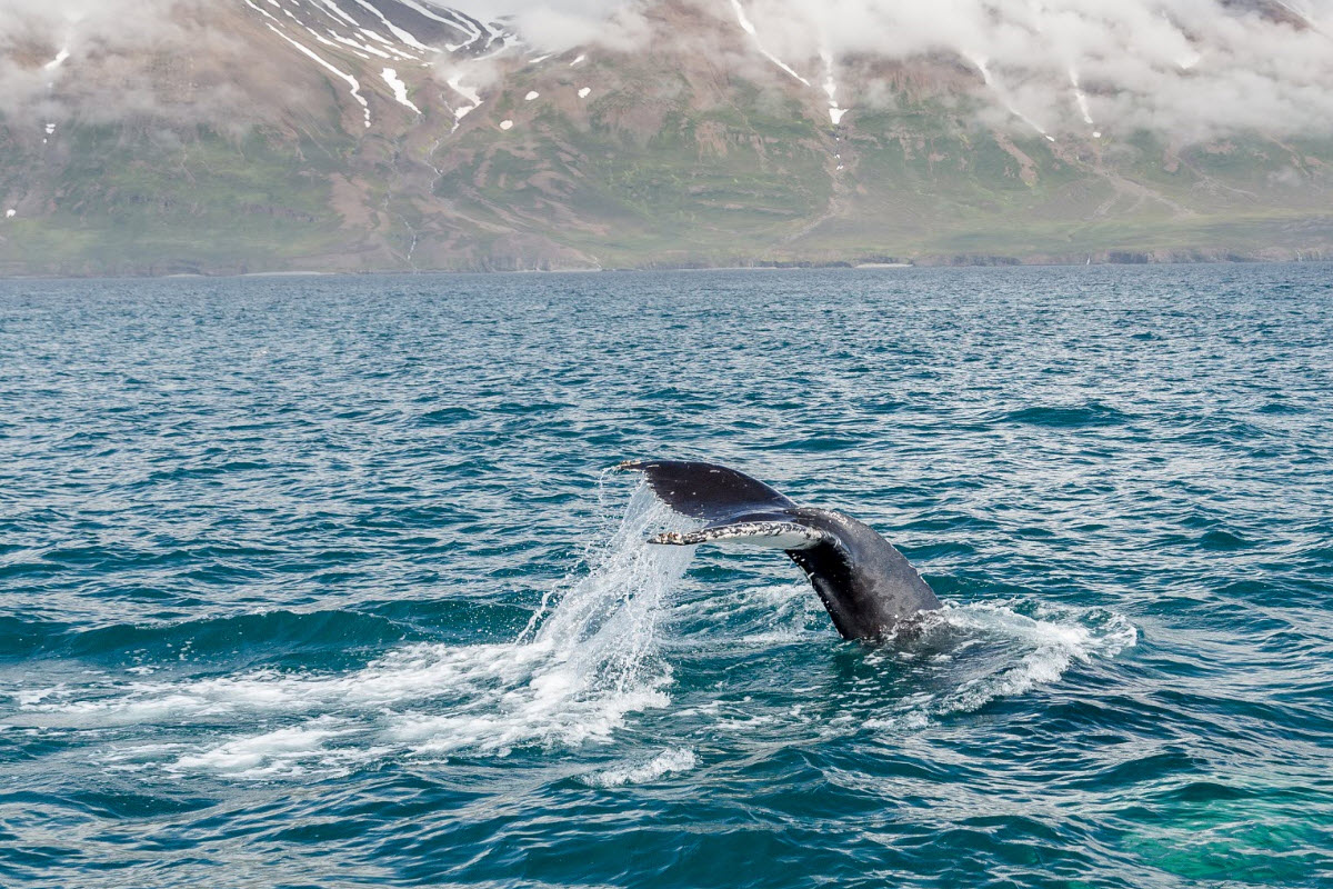 It is possible to go whale watching in Dalvík
