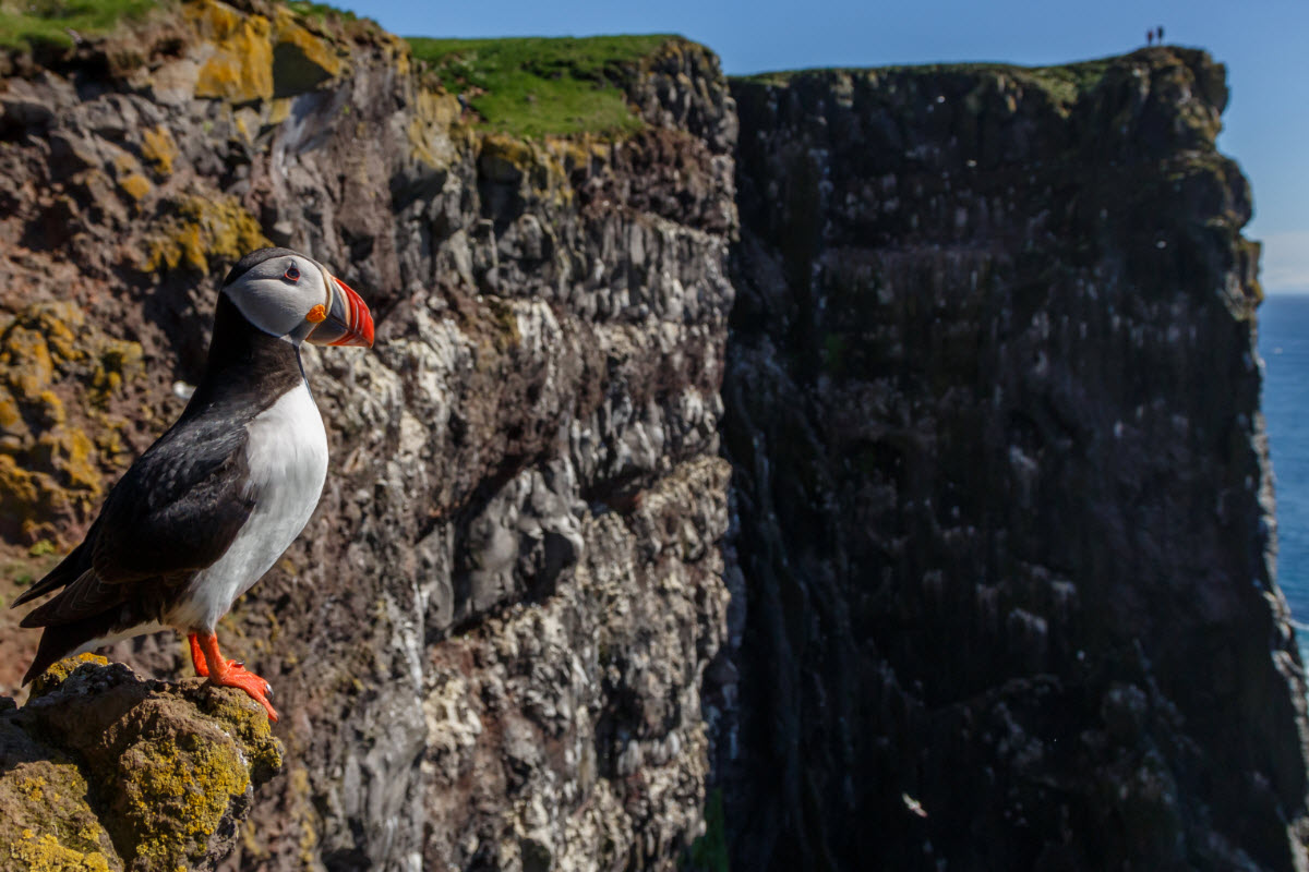 Puffin sitting in the cliffs at Látrabjarg in the Westfjords