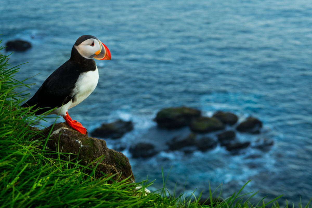 You can spot the puffin in Iceland from mid May until late August