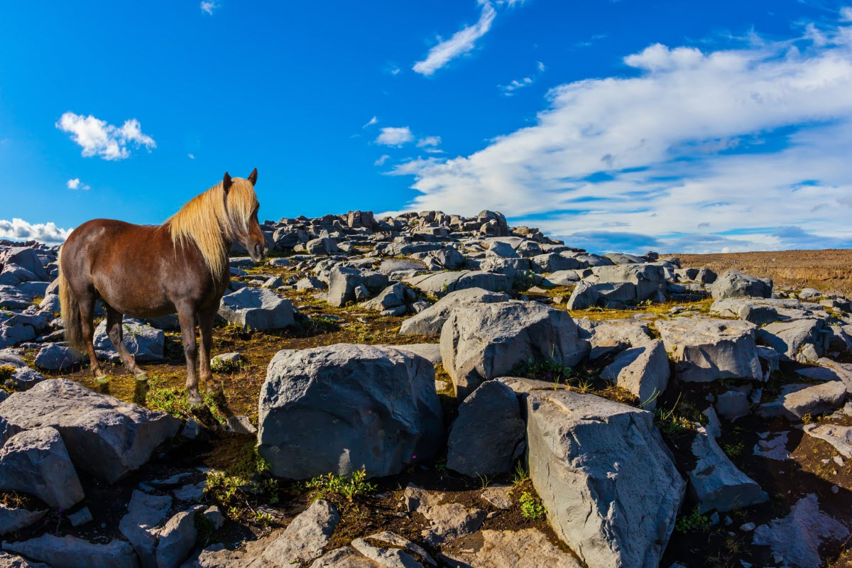 The Icelandic Horse