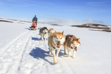 Dog Sledding on Snow