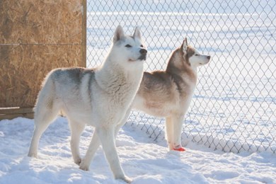 Sled Dog Kennel Visit