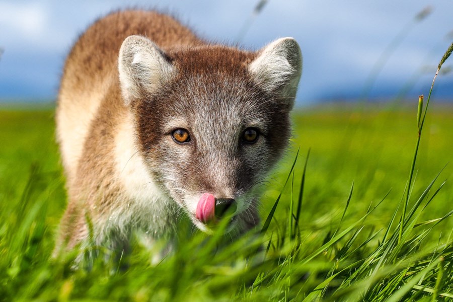 Arctic fox portrait in Iceland