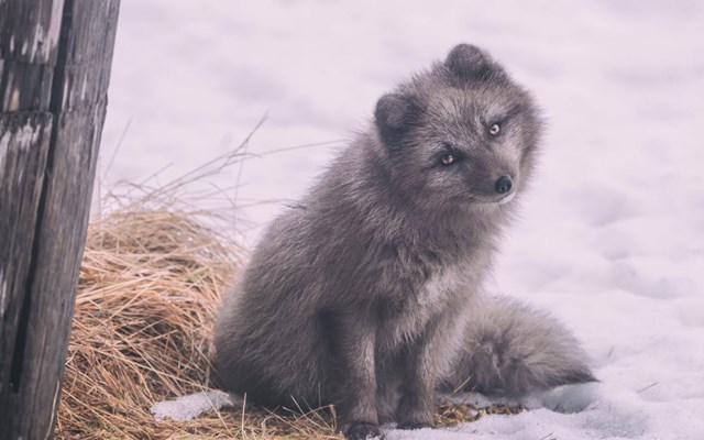 Fauna