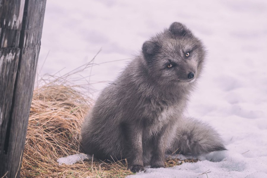 Arctic fox in Icelandic landscape