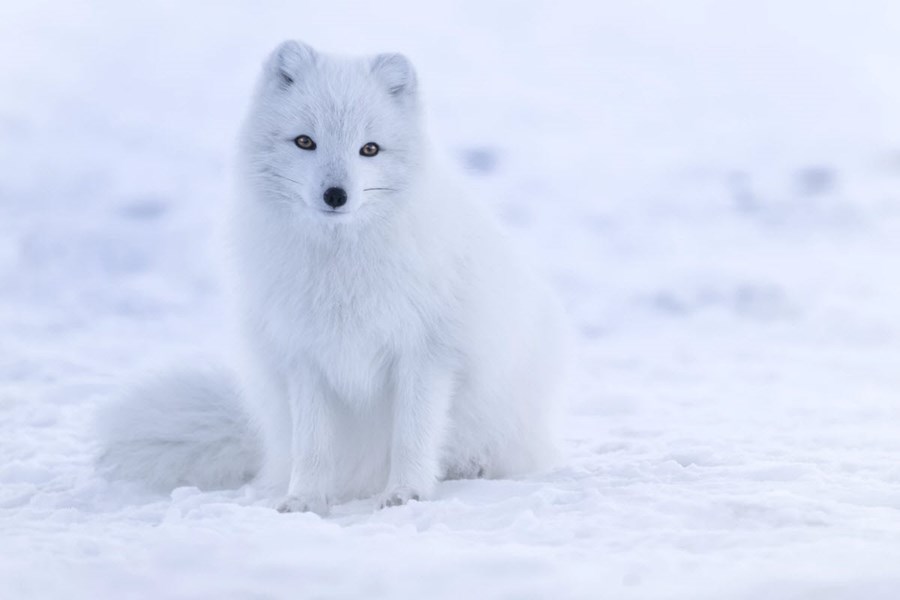 Arctic fox standing in Icelandic nature