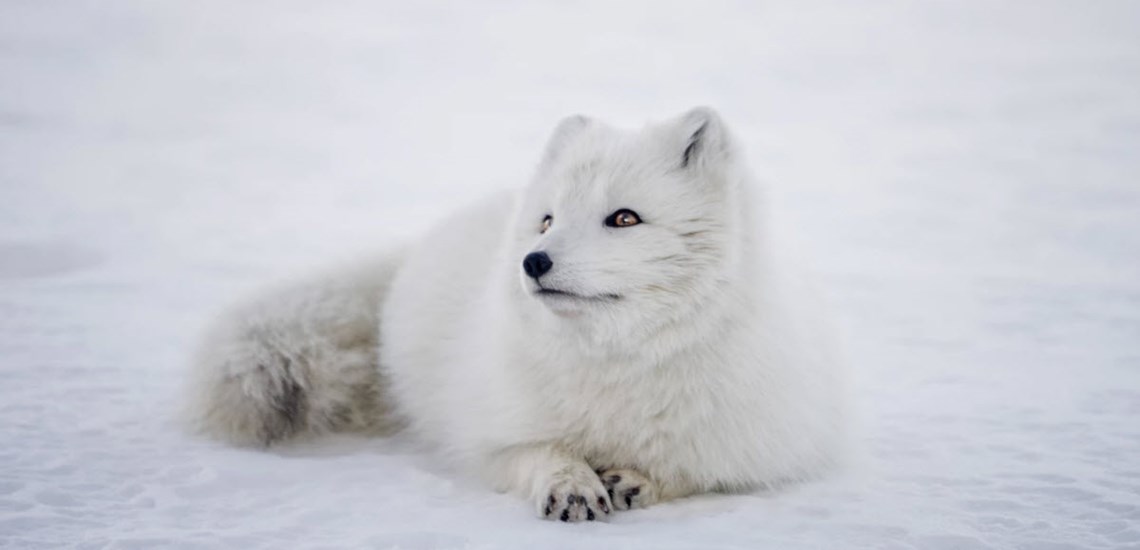 The Arctic Fox