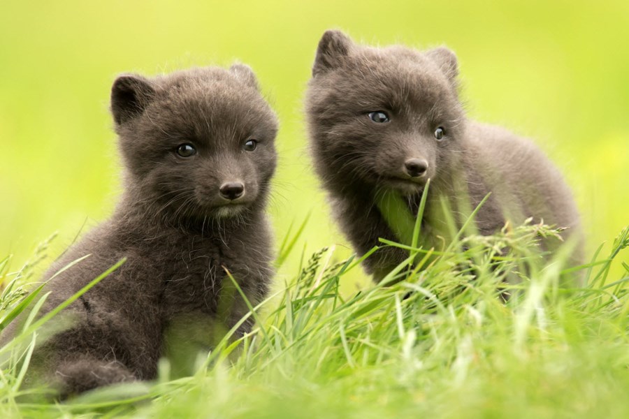 Young Arctic fox in Iceland