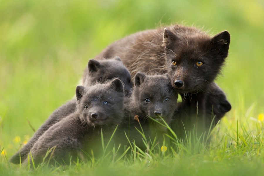 Adult Arctic fox with cub in Iceland