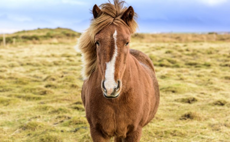 Icelandic horses in an Icelandic landscape