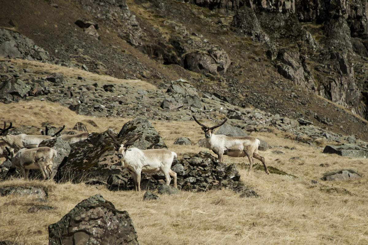 Wild reindeer in the East Iceland landscape
