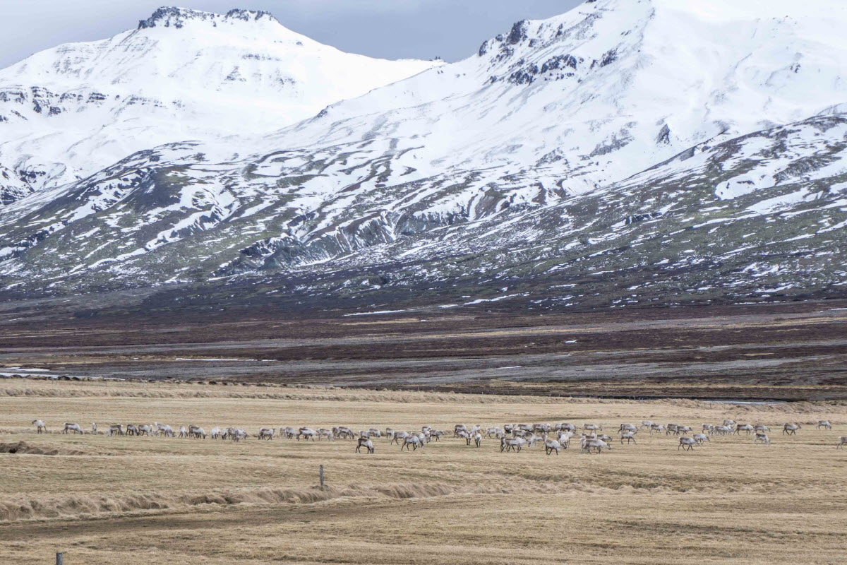 Reindeer in East Iceland