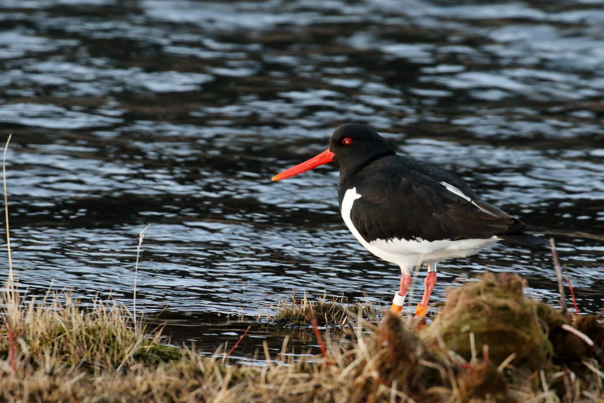 Birdlife in an Icelandic coastal and wetland landscape