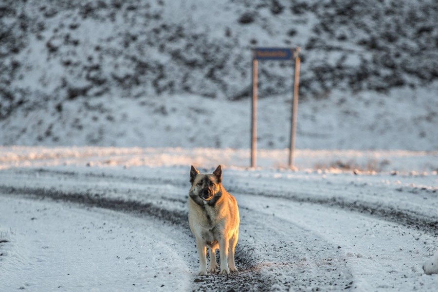 Icelandic Sheepdog on a snowy road in Iceland