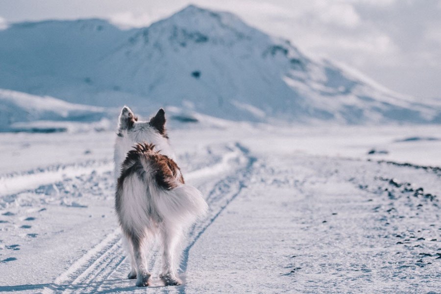 Icelandic Sheepdog looking across an Icelandic winter landscape
