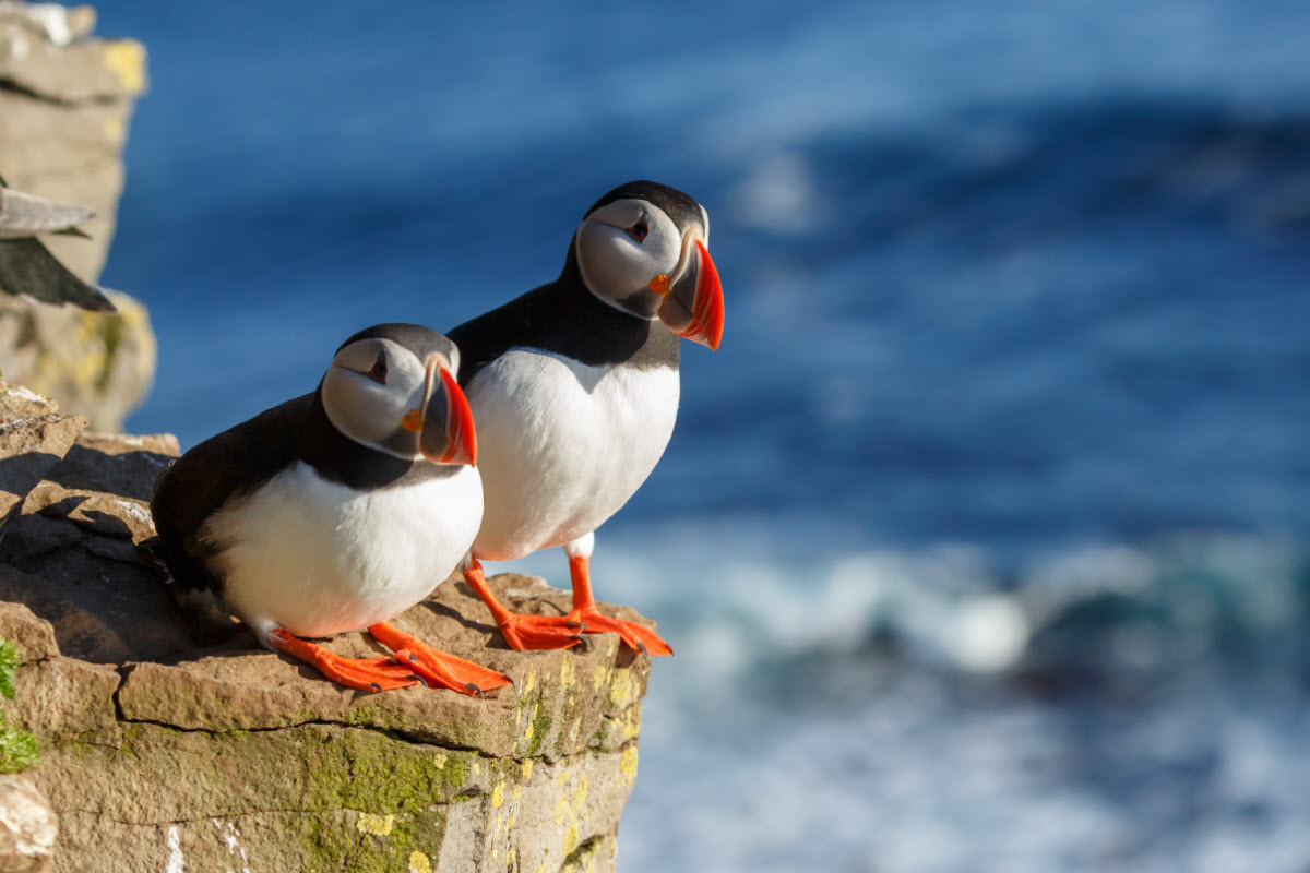 Photographing Atlantic Puffins in Iceland