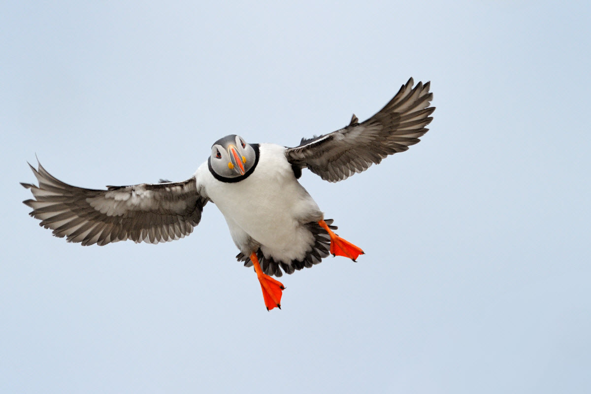 Puffins in Iceland: How, When and Where to See Them