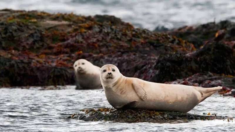 Harbour seals at Ytri Tunga on the Snæfellsnes Peninsula