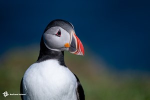Puffin Tour from Seyðisfjörður & Gufufoss tour in Iceland
