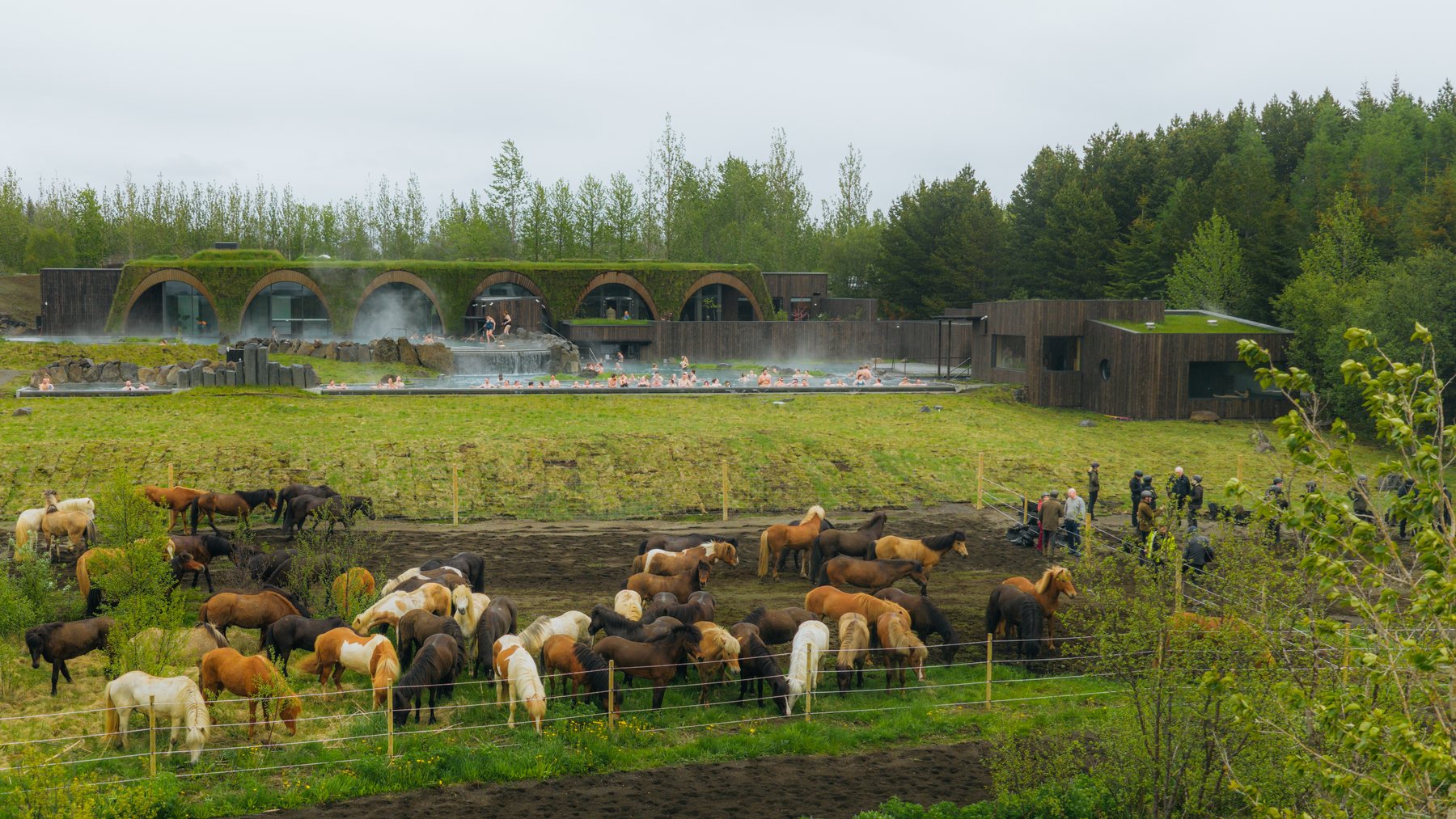 Horses grazing beside Laugaras Lagoon in South Iceland