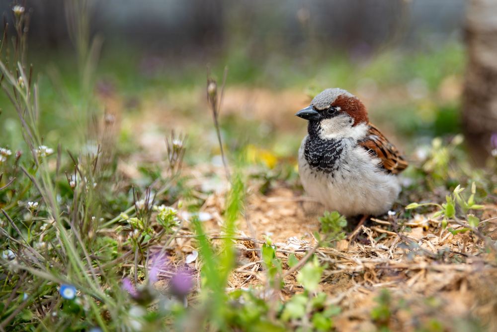 American Tree Sparrow recorded in Iceland for the first time