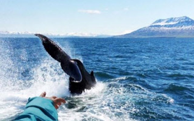 Whale Watching Tours