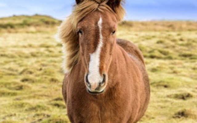 Horse Riding Tours