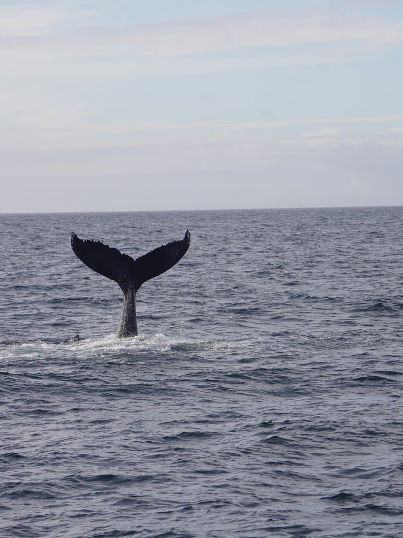 A whale's tail above the sea during Millie Bobby Brown's Iceland trip