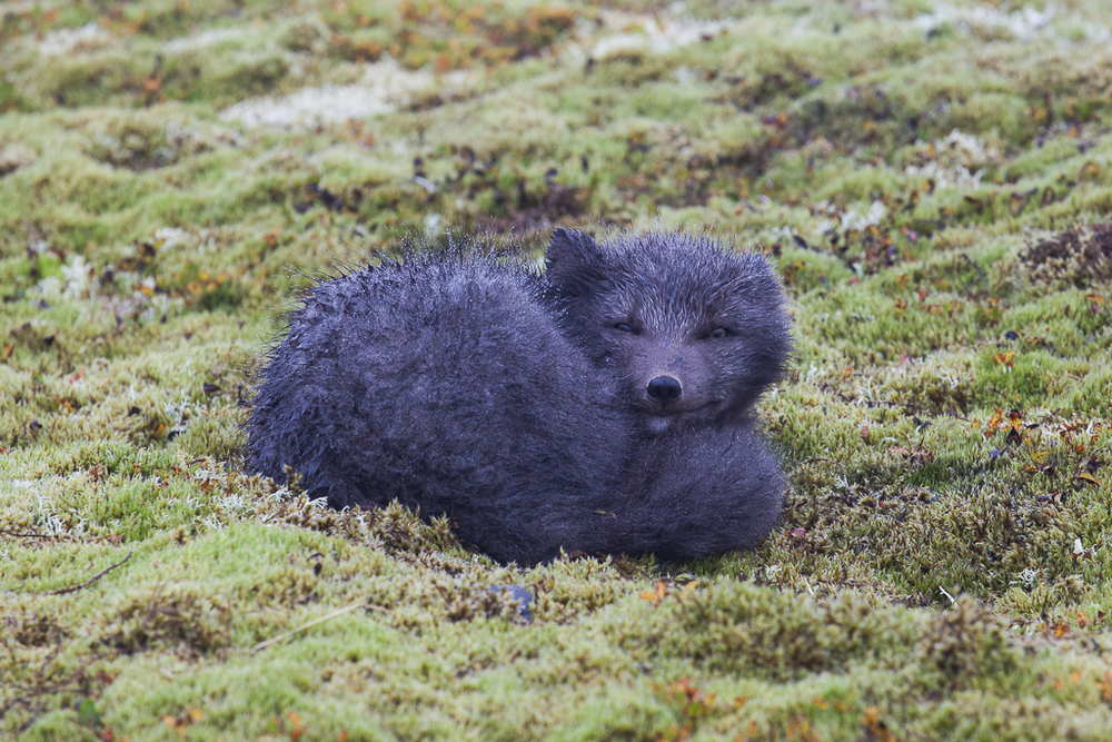 Wildlife and Arctic Foxes