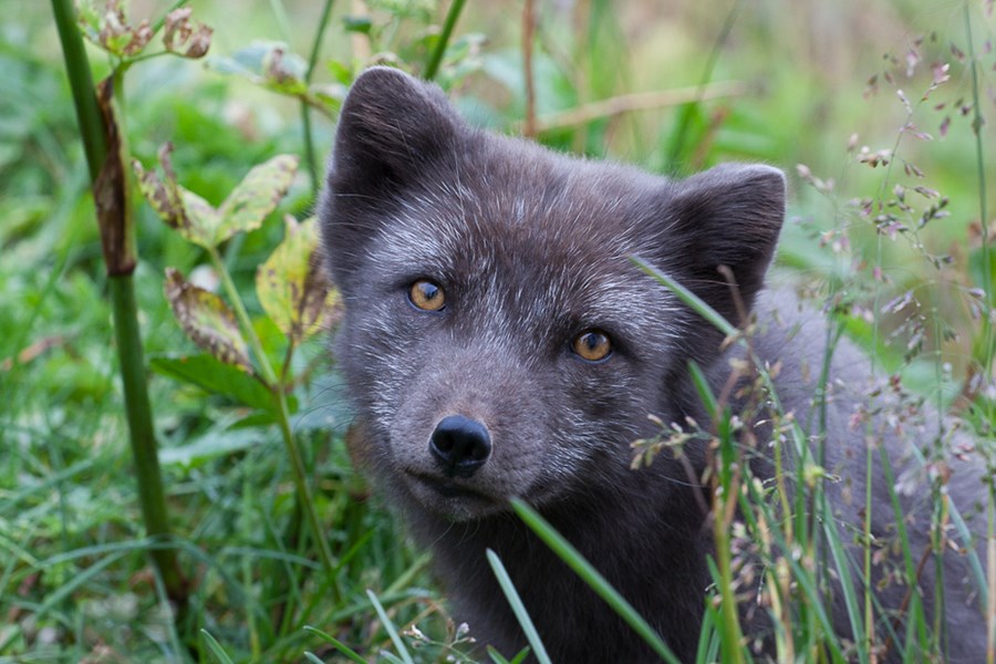 Hornstrandir Arctic fox tour landscape