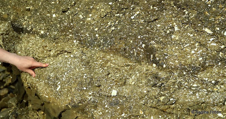 Seashell fossils
