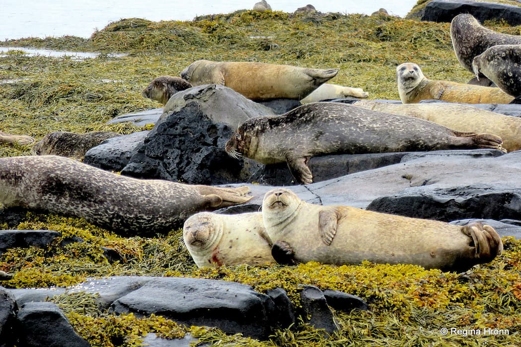 Seals resting at Hvítanes Westfjords