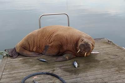 Wally the Walrus in Iceland