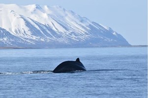 Akureyri Whale Watching & Northern Lights Combo tour in Iceland