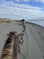 Black Sand Beach Horse Riding tour in Iceland