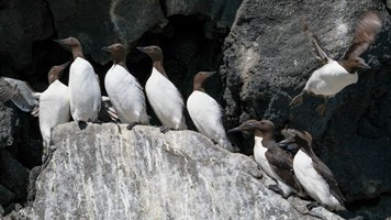 Ingólfshöfði Puffin & Nature Tour tour in Iceland