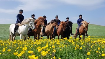Mountains & Meadows Horse Riding Tour tour in Iceland
