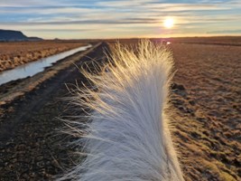 Elfin Tour – Icelandic Horse Riding & Lunch tour in Iceland